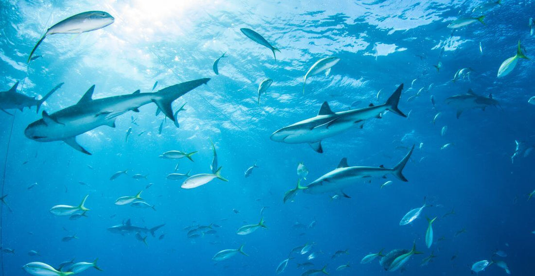 Shark Week 2026: Celebrate, Learn & Shop for a Cause