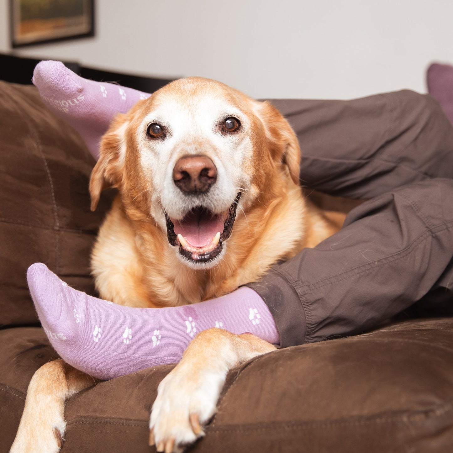 Adult Socks that Save Dogs